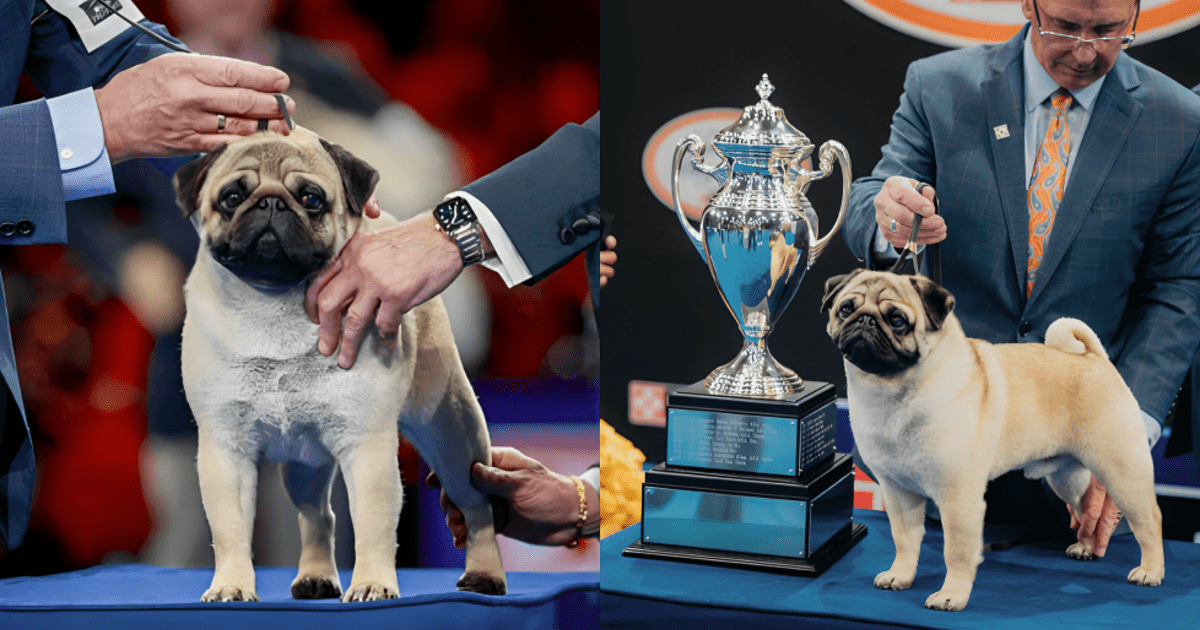 The pug Vito wins the top prize at the National Dog Show after beating more than a thousand dogs in US