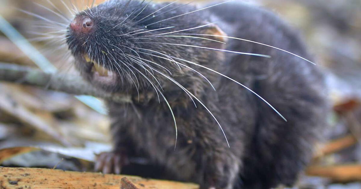 Descubrimiento de 27 especies en Perú tras una larga expedición de científicos en la Amazonía