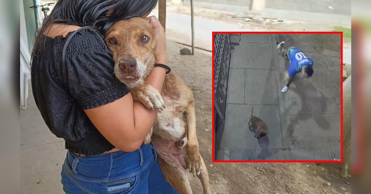 Piura: sujeto agrede violentamente a perrito que esperaba a su dueña en ...