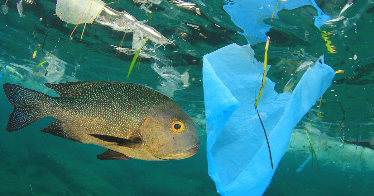 Estudio científico evidencia contaminación por microplásticos en pescados y mariscos más consumidos: riesgo para la salud