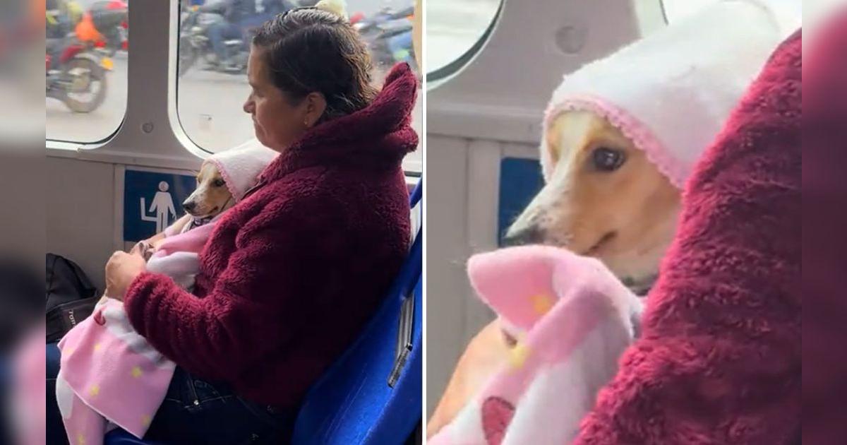 Mujer enternece en bus al abrigar a su pequeño perrito como si fuera un ...