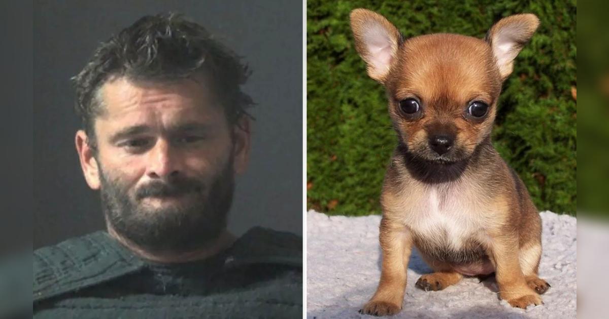 Hombre es acusado de quemar vivo a su chihuahua porque ladraba mucho ...