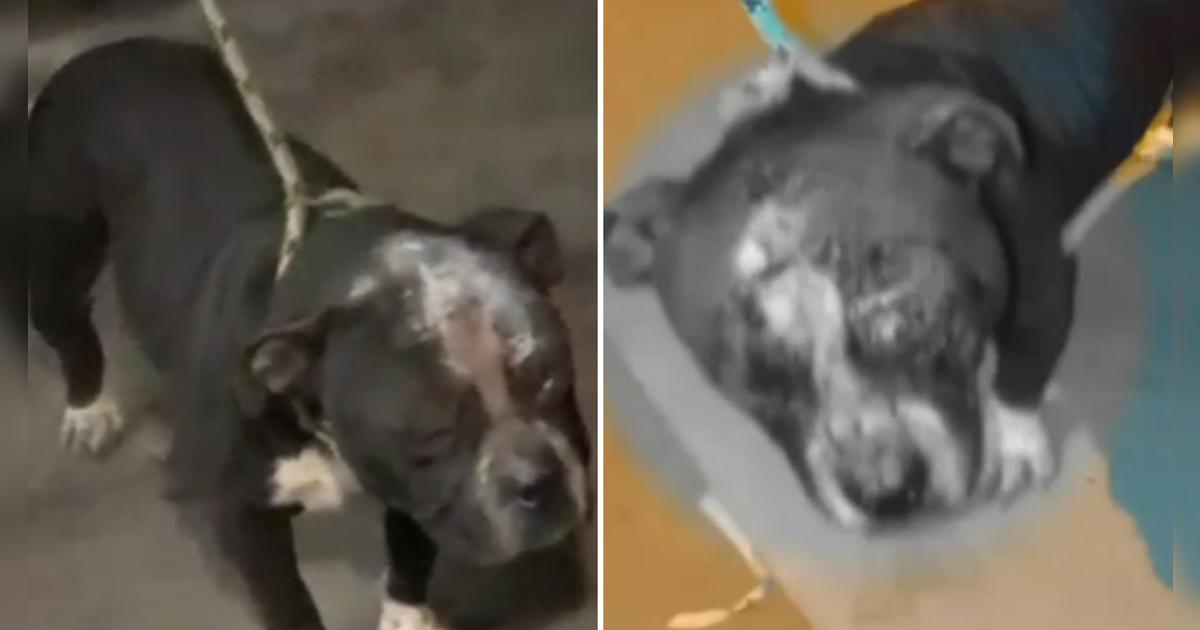 Perrito es hallado con cortes de machete en el rostro en Ate: can podr&iacute;a perder la visi&oacute;n del ojo izquierdo y due&ntilde;os sospechan de su vecino