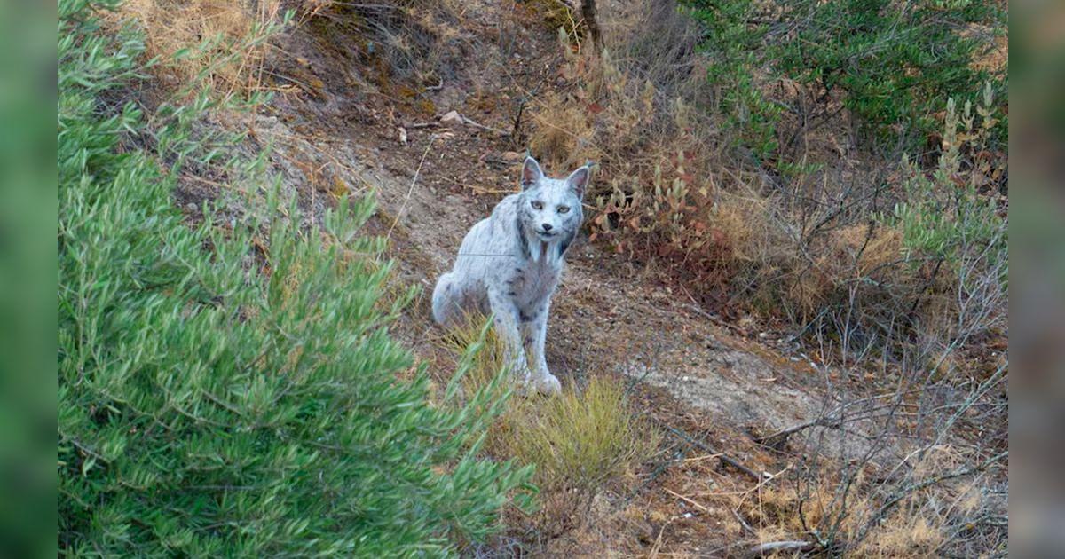 Fotógrafo español graba por primera vez al misterioso lince ibérico blanco:  “El fantasma del mediterráneo" | Ciencia | La República