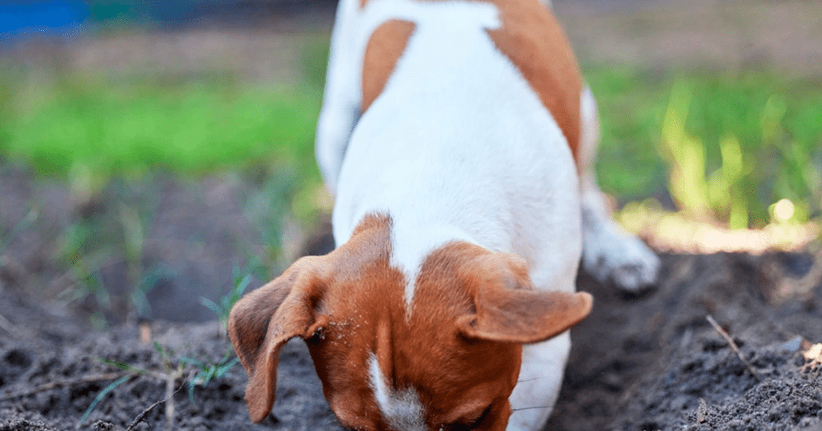 Por Qué Mi Perro Rasca El Suelo Causas Y Soluciones Para Tu Mascota Lol La República