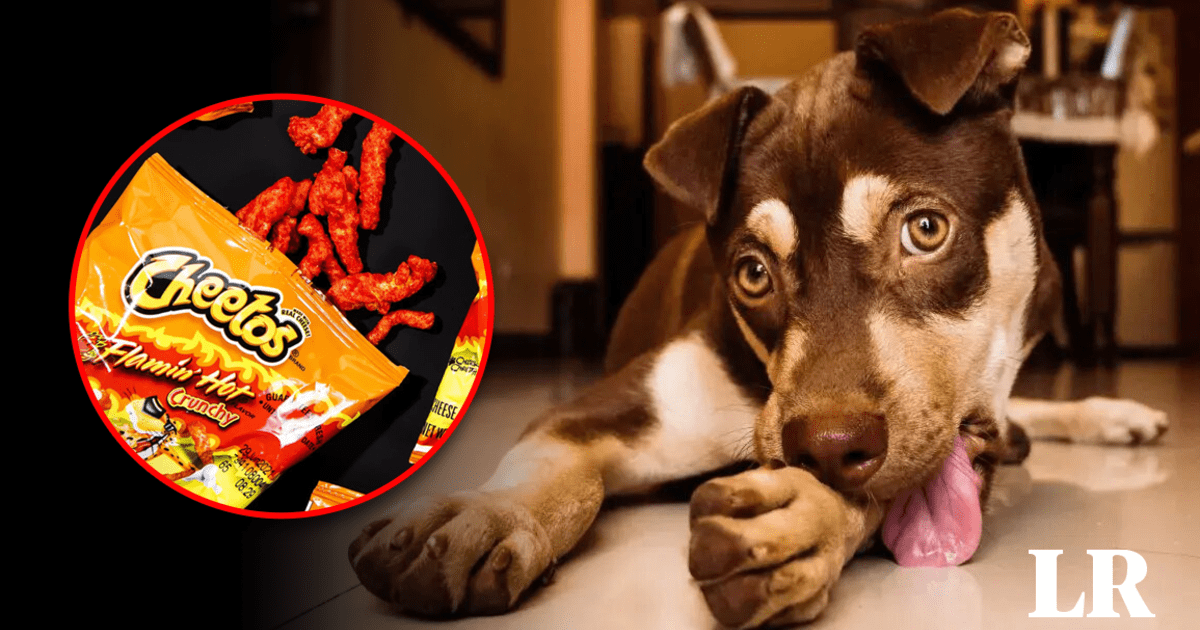 los cheetos calientes pueden matar a un perro