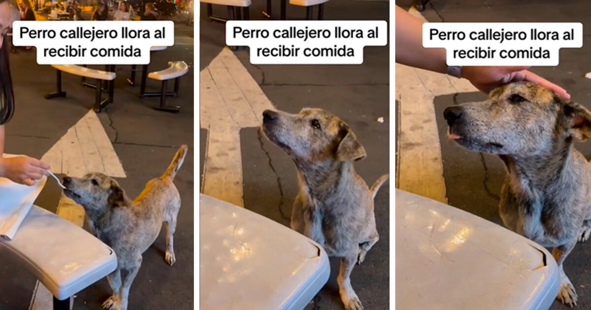 Perrito Callejero Llora Al Recibir Comida Y Conmueve En Redes Recuperó La Fe Tiktok 7924