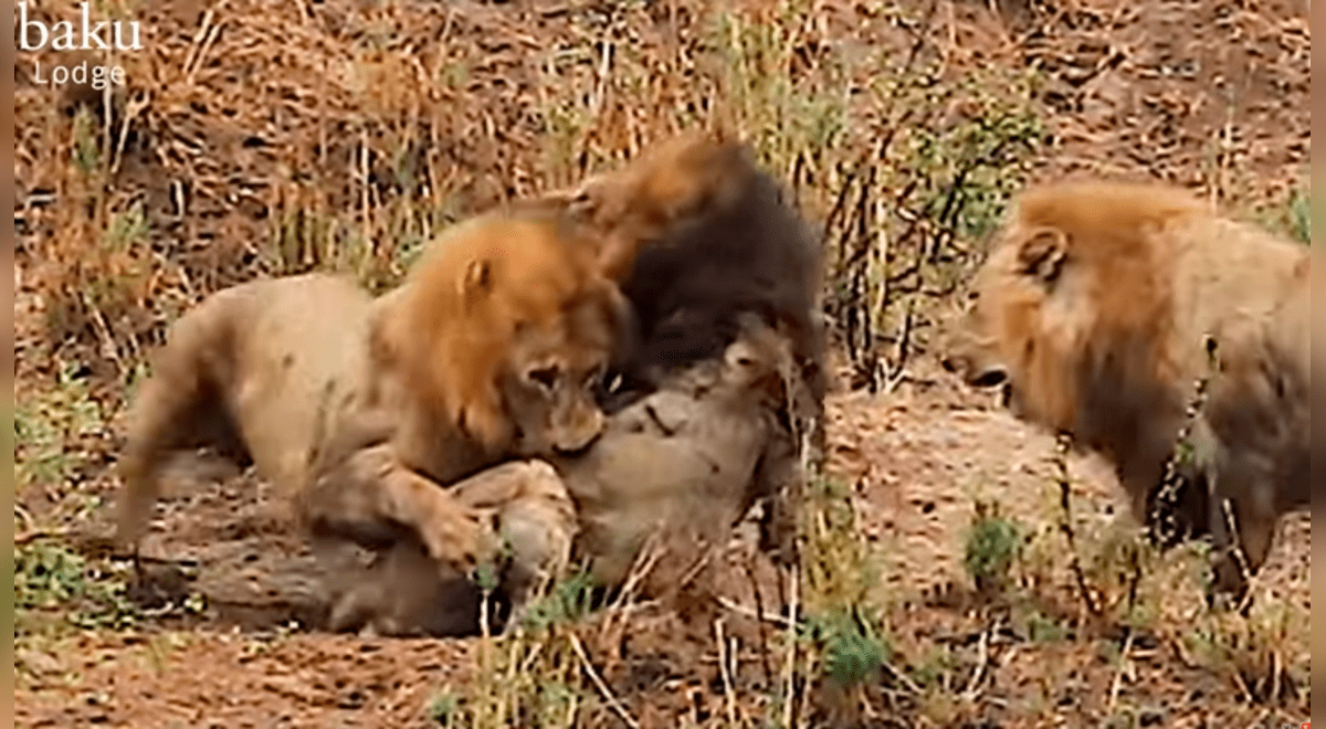 Facebook viral: Viejo león tiene brutal batalla contra dos feroces machos y  el trágico final sorprende a todos | video | viral | redes sociales |  México | EEUU | África | Tendencias | La República