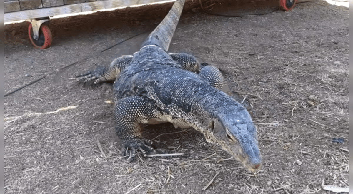 YouTube viral: dragon de Komodo encuentra a cerdo bebé y trágico final deja  aterrados a miles | Video | YT | Redes sociales | Reptil | Animales |  Tendencias | La República
