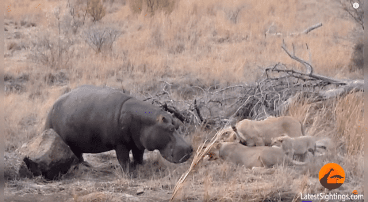 YouTube viral: Enorme hipopótamo se enfrenta a feroces leones por su  'presa' y todo acaba de forma inesperada | Video viral | Animales | Redes  sociales | México | Estados Unidos | Tendencias | La República
