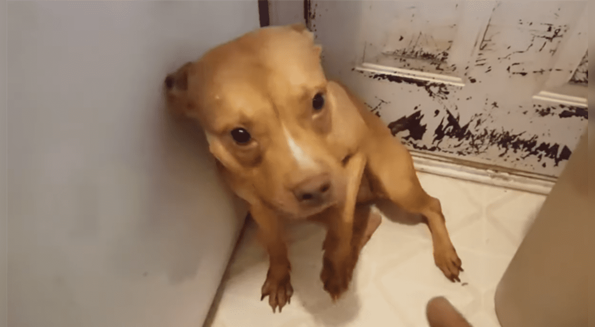 Youtube Viral Perro Es Regañado Tras Hacer Una Travesura Pero Su