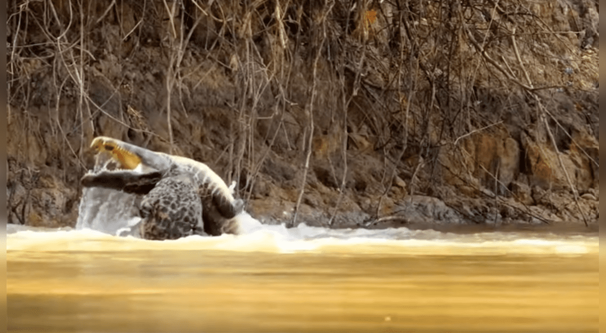 YouTube viral: Hambriento jaguar ataca sin piedad a cocodrilo y brutal  pelea tiene inesperado final | Video | Viral | Animales | Redes sociales |  México | Estados Unidos | Brasil | Tendencias | La República