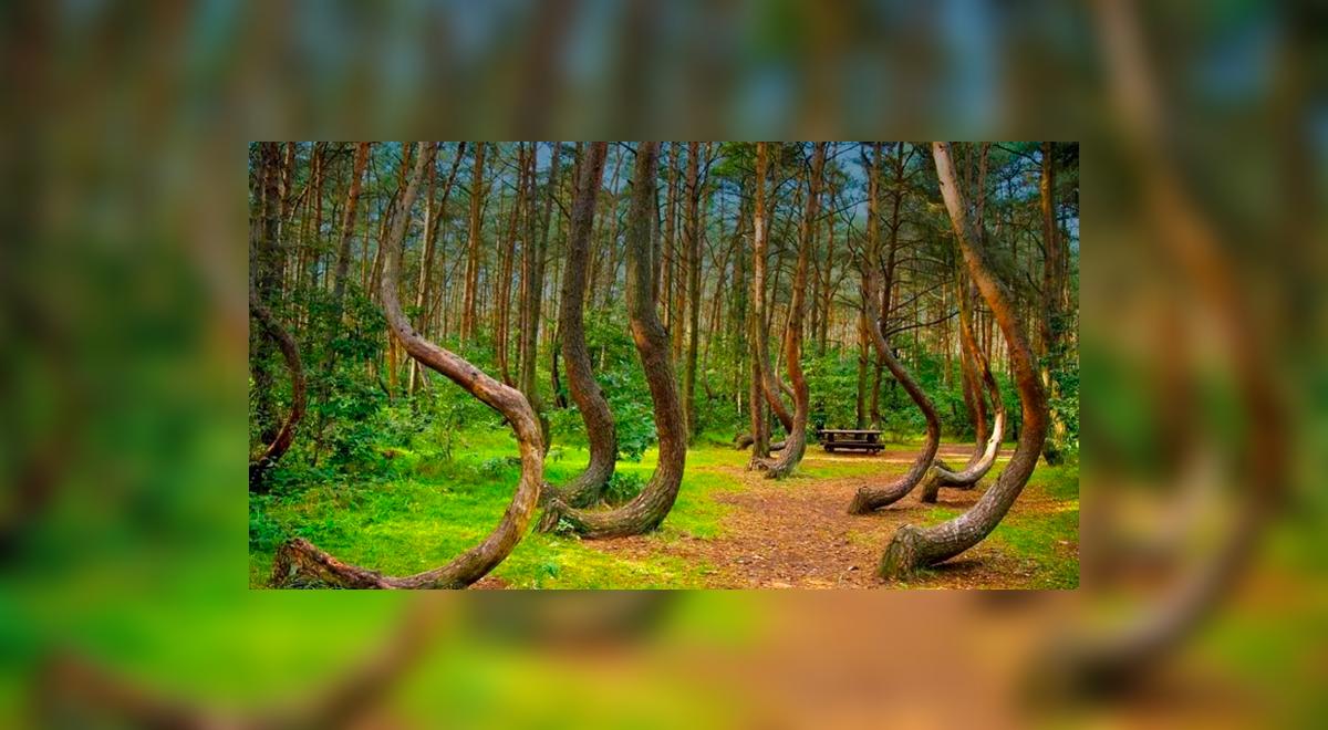 Rumania Hoia Baciu bosque donde hubo desapariciones avistamiento de