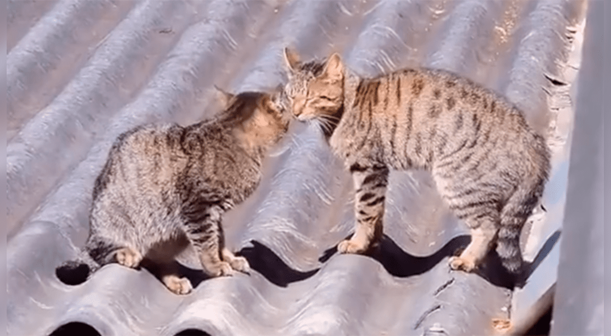 YouTube Viral: Gatos tienen una épica batalla al estilo Dragon Ball Super y el final es espectacular | YT | Yutub | DBS | Dragon Ball Z | mascotas | animales | Tendencias | La República YouTube Viral: Gatos tienen una épica batalla al estilo Dragon Ball Super y el final es espectacular | YT | Yutub | DBS | Dragon Ball Z | mascotas | animales | Tendencias | La República
