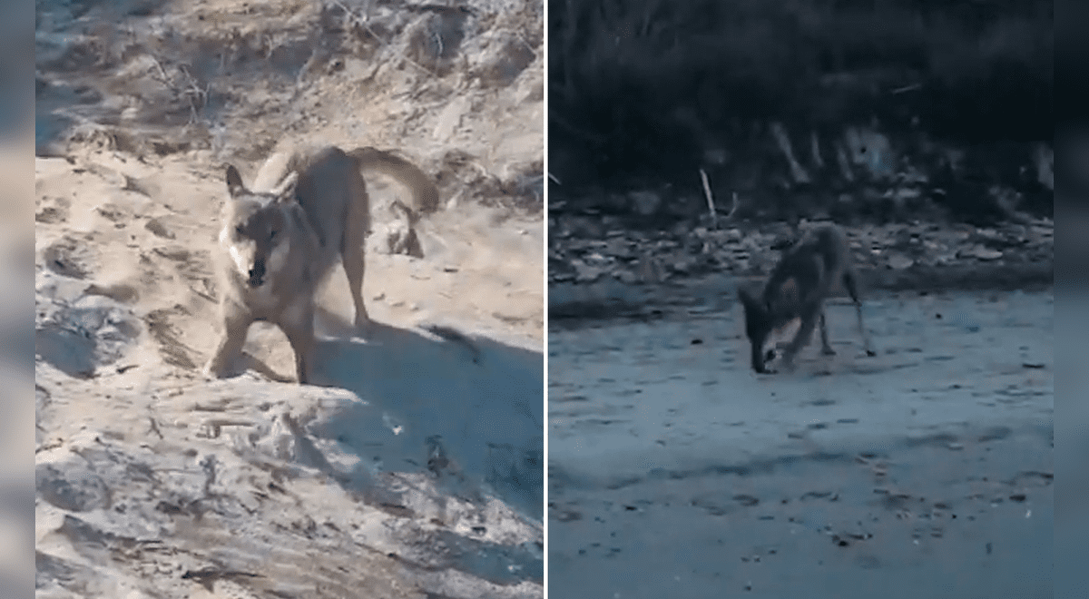 YouTube viral: Adolescente se topa con un lobo en una playa e intenta jugar  con él | Tendencias | La República