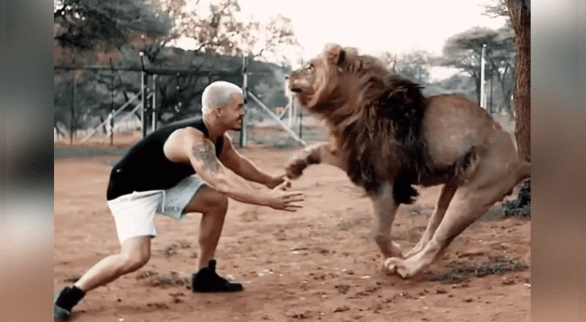 YouTube viral: Cuidador de leones ingresa a jaula de felino que cuidó de  bebé y este tiene efusivo comportamiento | Video | Viral | Dean Schneider |  Animales | México | Mx | EEUU | Tendencias | La República
