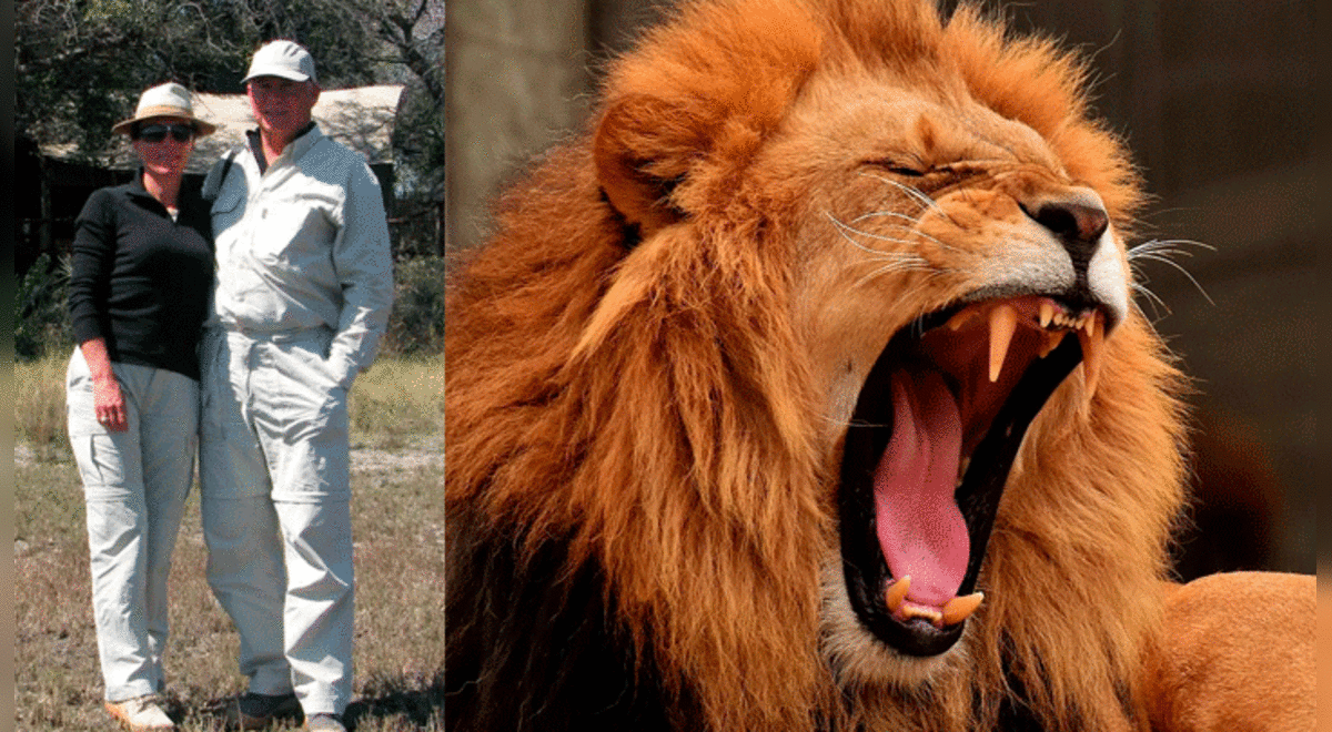 África: un león arrancó parte del brazo a un turista mientras dormía  durante un safari | ataque | animales salvajes | Tanzania | rddr | Mundo |  La República