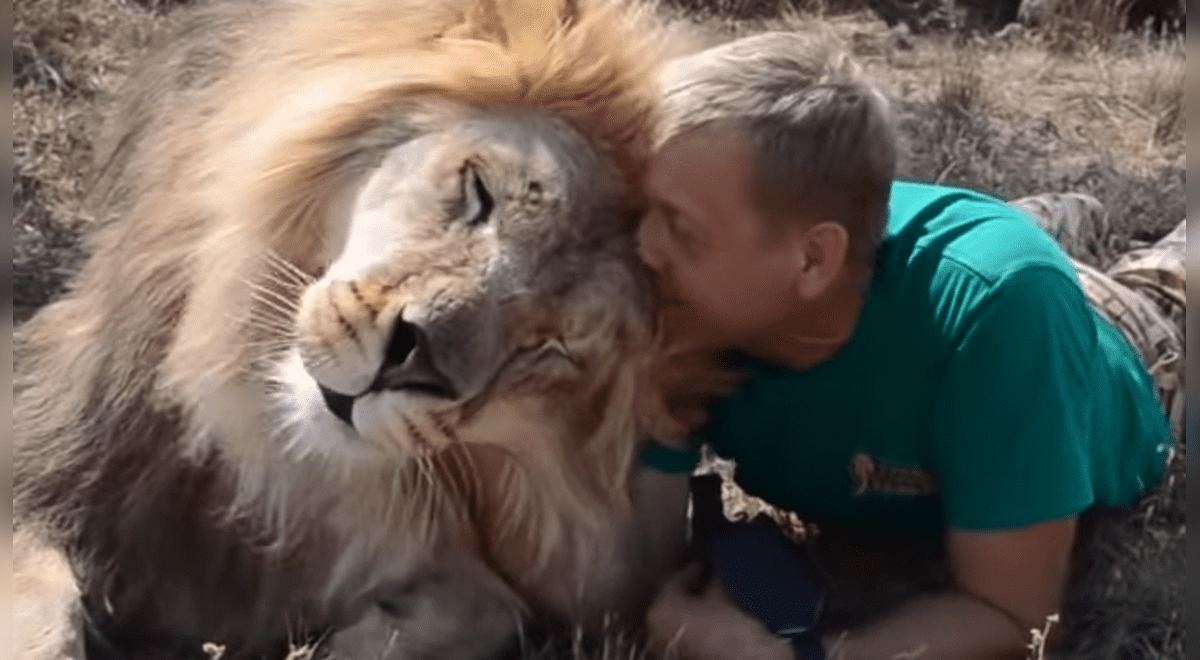 YouTube viral: Domador de leones reta a feroz felino a morder su brazo, sin  imaginar lo que le pasaría | Viral | Video | Yotube | Rusia | Depredador |  México | Oleg Zubkov | Tendencias | La República