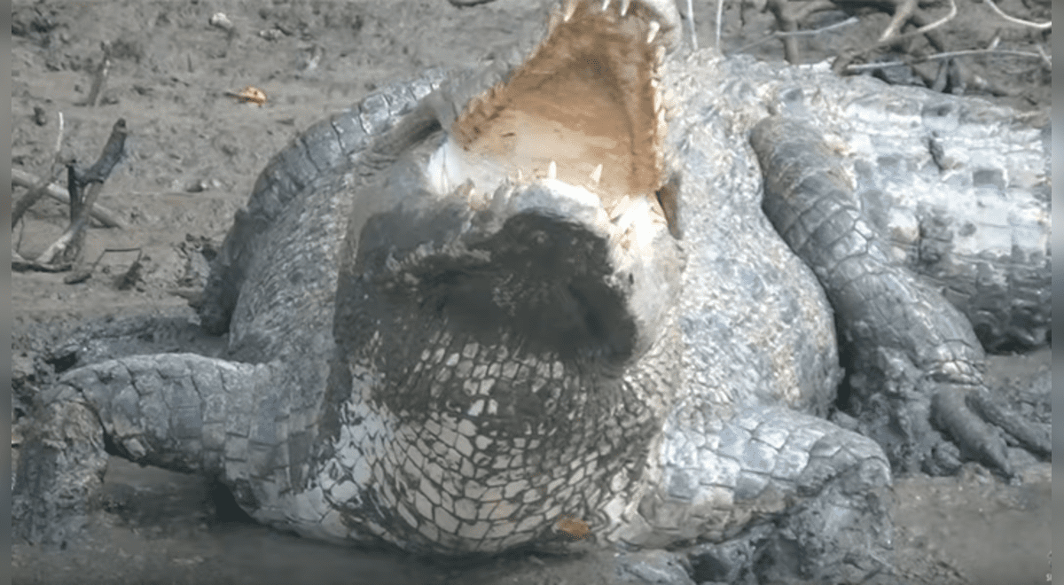 YouTube viral: enorme cocodrilo busca a hembra para aparearse, sin imaginar  que esta lo pondría en su sitio | Video | Viral | YT | Animales | México |  . | Mx | Redes sociales | Tendencias | La República