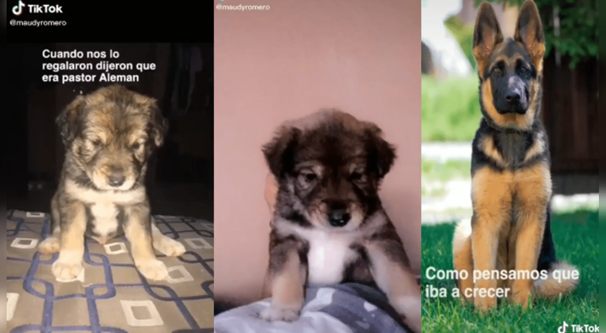 Facebook viral: Piensa haber adoptado un perro pastor alemán y luego de  unos meses descubre la verdad | Video | Viral | FB | Face | Redes Sociales  | México | Tendencias | La República