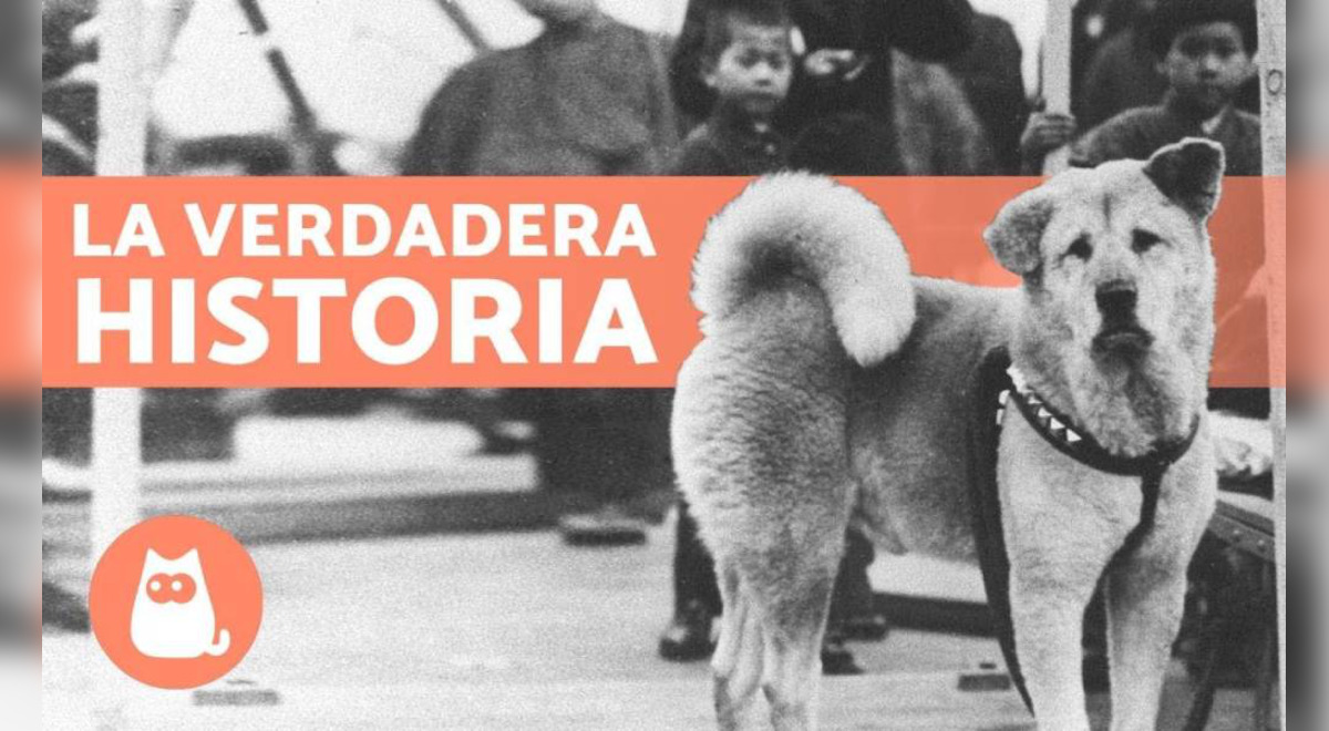 YouTube Viral: La Emotiva Historia De Hachiko, El Perro Fiel Que Esperó ...