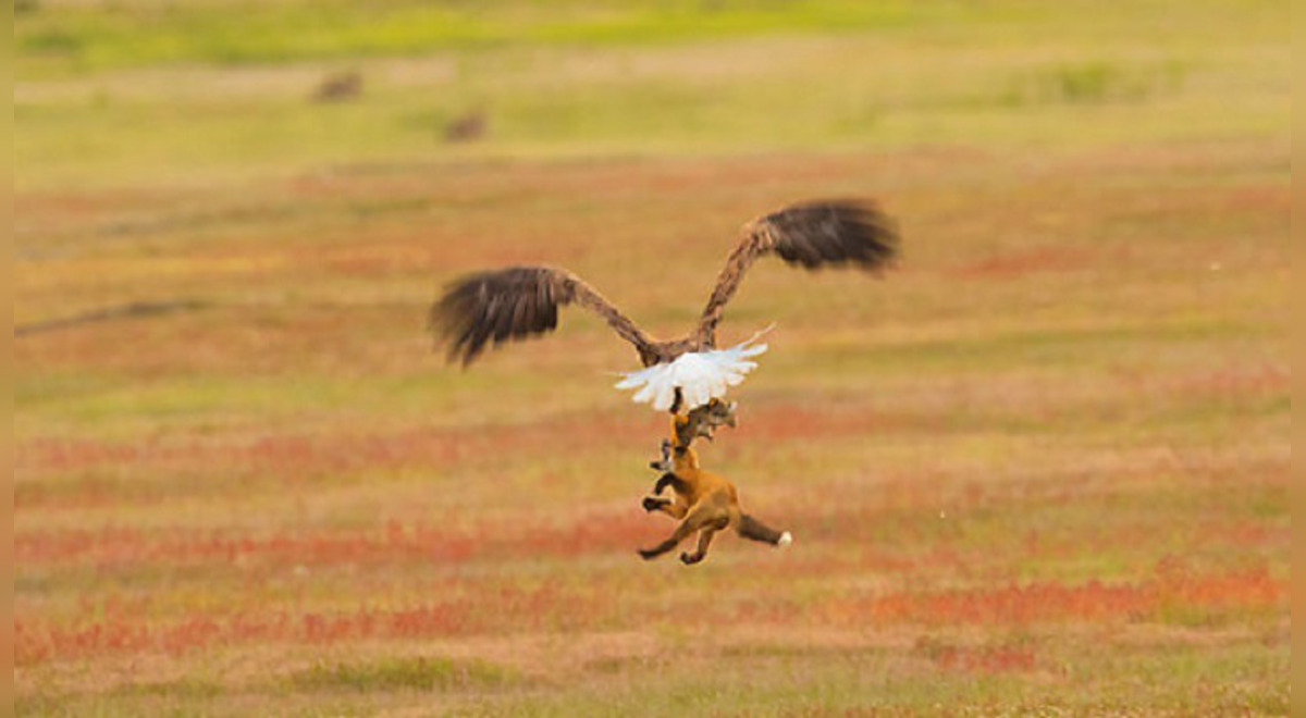 Australia | perro era en realidad un dingo en peligro de extinció, fue  arrojado por un águila | | Mundo | La República