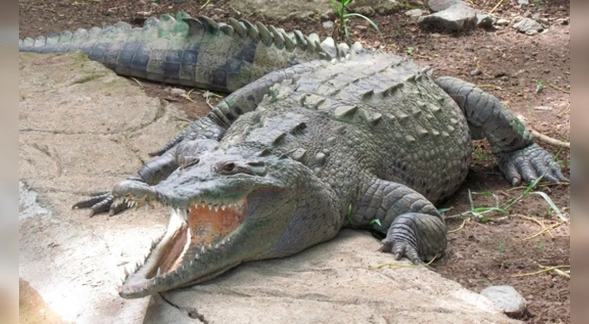 Viral | Cocodrilo mata a niño y madre pide sacrificarlo para enterrar los  restos de su hijo | Costa Rica | Mundo | La República