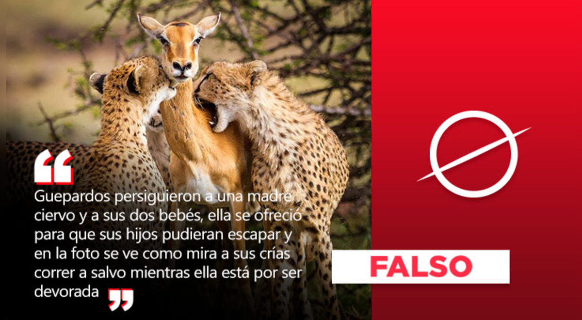 Viral de “madre ciervo que se sacrifica por sus dos crías” es falso
