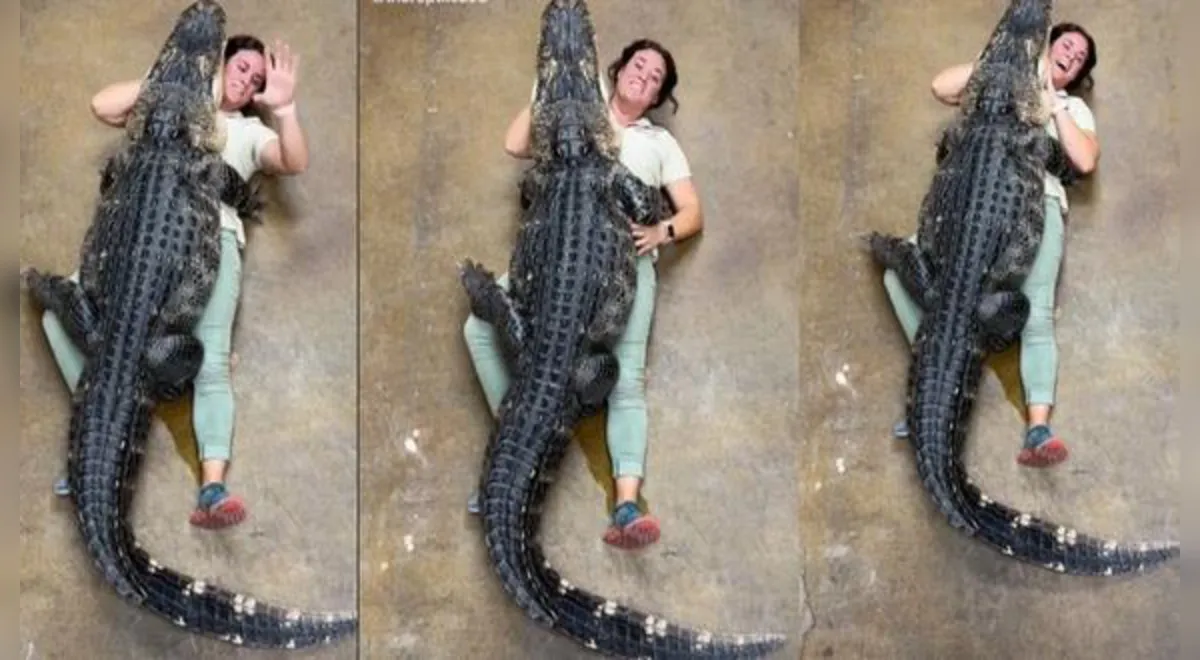 TikTok viral: cuidadora de zoológico y un caimán de más de 90 kilos se dan  un tierno abrazo | Tendencias | La República