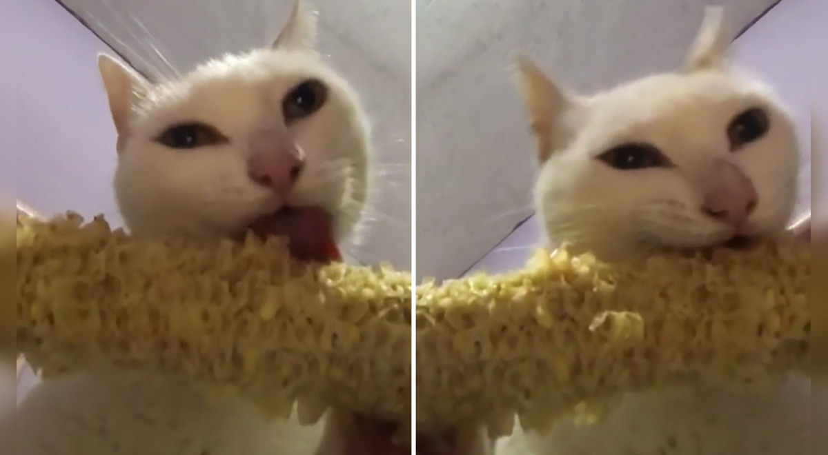 TikTok viral: le invita un poco de choclo a su gato y queda sorprendido con  su reacción | Tendencias | La República