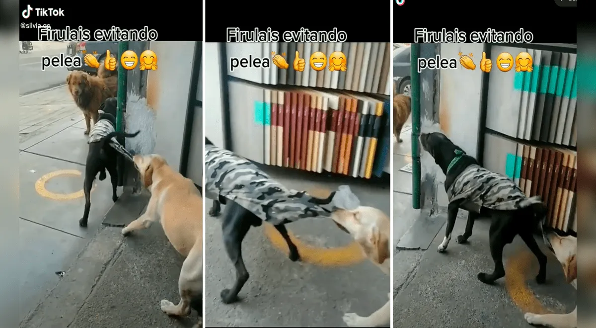 TikTok viral: perro jala el chaleco de su 'amigo' para evitar una pelea con  otro can en la calle | Tendencias | La República