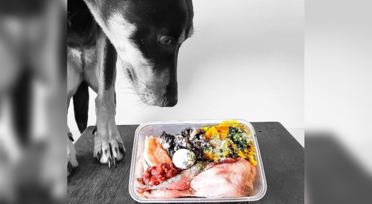 Salud canina: ¿Los perros pueden comer hígado de pollo? | Mascotas | La  República