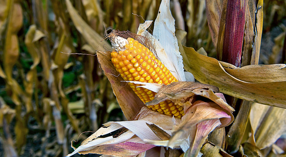 Qué significa soñar con maíz? | Respuestas | La República