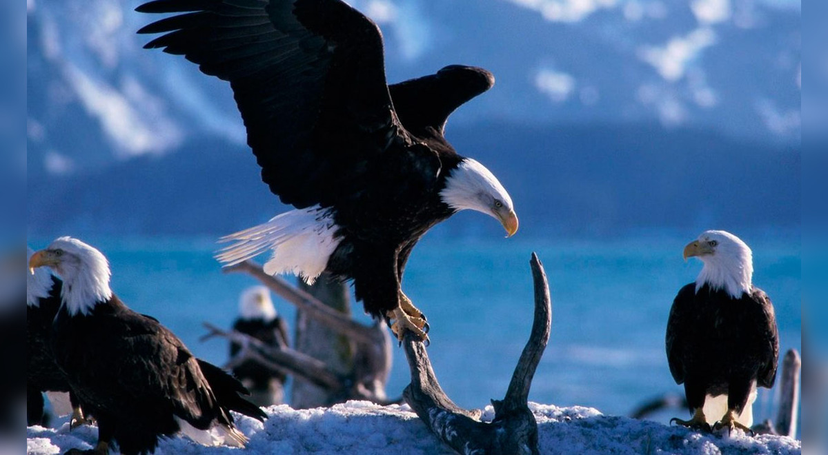 Qué significa soñar con águilas? | Respuestas | La República