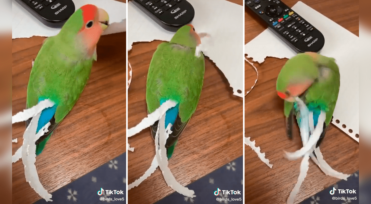 TikTok viral: loro corta trozos de cartón y los coloca en su cola para  reponer las plumas que le faltan | animales | mascotas | Video viral | La  República