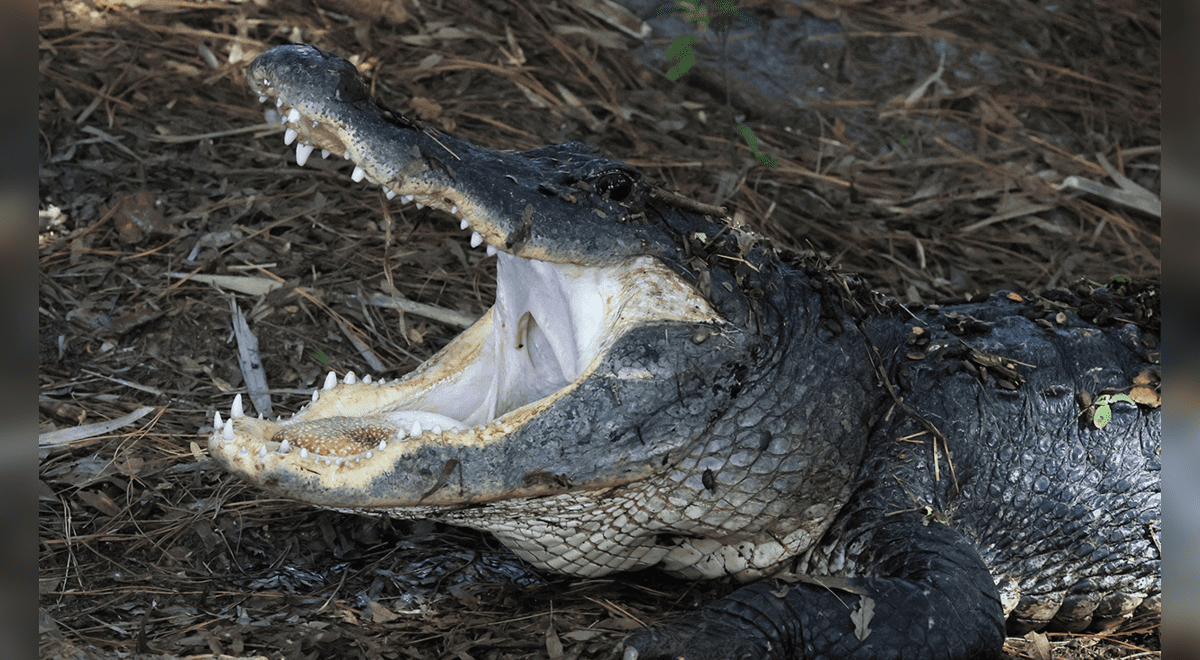 Un cocodrilo asesina a un hombre y arrastra su cadáver por la orilla de una  laguna en México | México | Mundo | La República