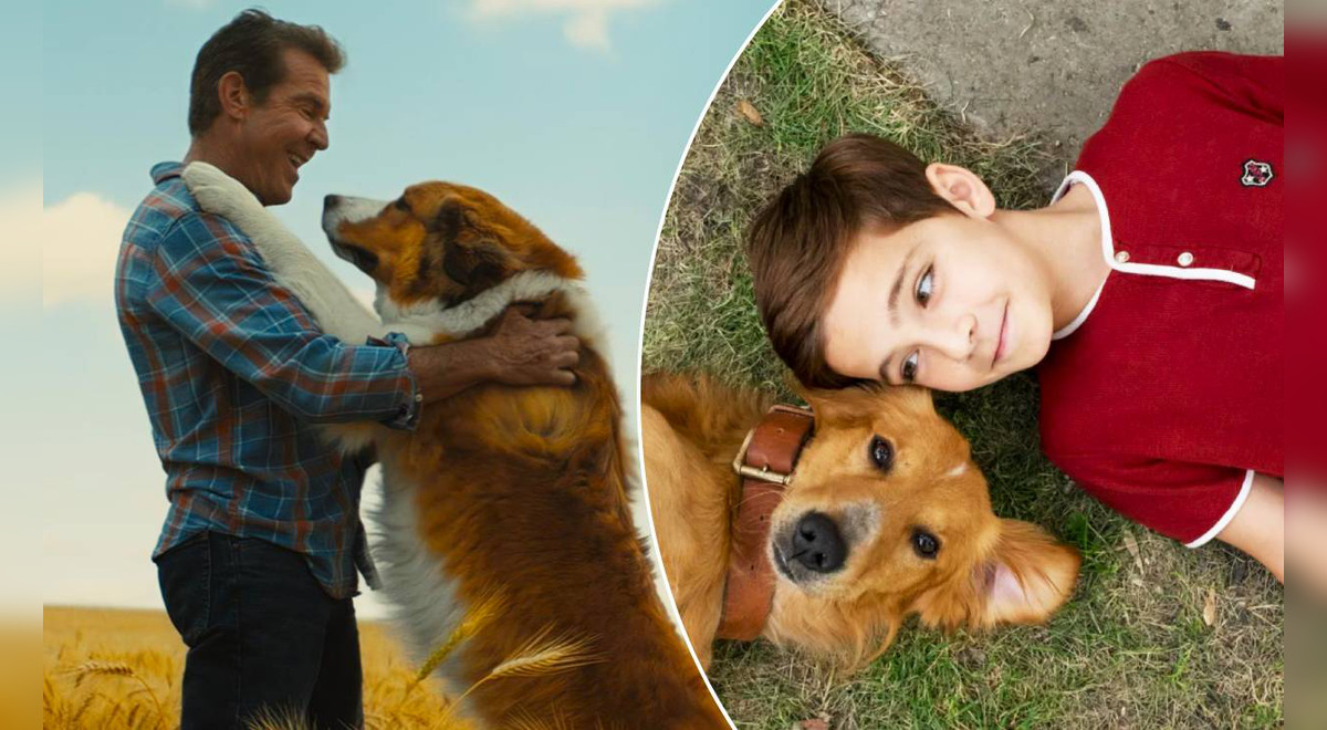 La Razón De Estar Contigo En Netflix La Película Que Hace Llorar A Los Amantes De Los Perros 7709