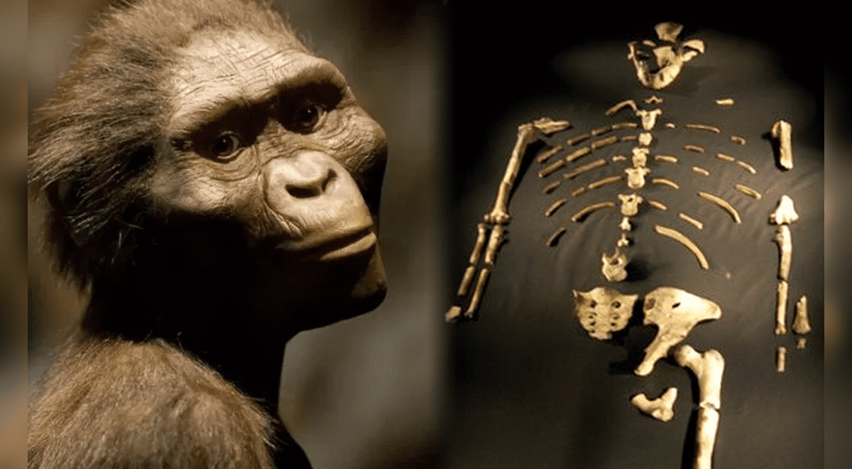 La historia de Lucy: ¿por qué es considerado el fósil que reescribió la evolución humana? | fósil Lucy | evolución humana | Respuestas | La República