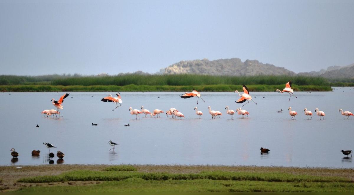 Tacna: Conoce los humedales de Ite, los más grandes del Perú que ...