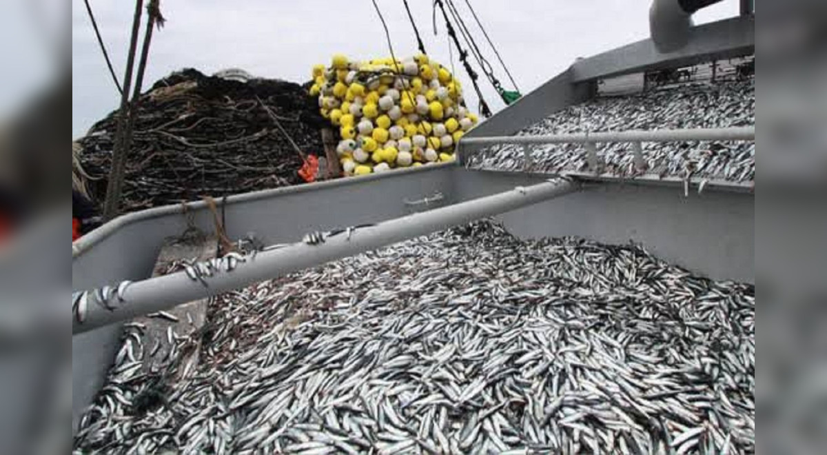 More than 90% believe that the sea is overexploited