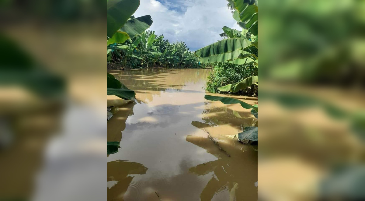 Piura banana growers lose more than a million soles after flooding 60 hectares of plantations
