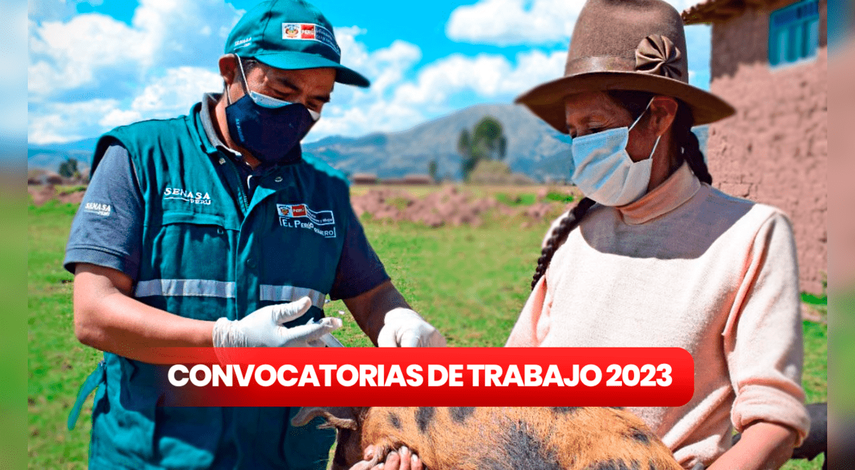 Senasa Convocatoria 2023 Cuáles Son Los Puestos De Trabajo Que Ofrece Senasa Convocatoria 2023 Cuáles Son Los Puestos De Trabajo Que Ofrece