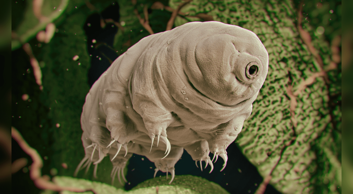 China’s super soldiers?  This will be the plan that will be developed after a successful trial with DNA | Tardigrades  Sciences