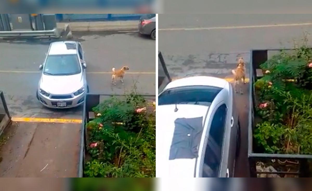 TikTok viral | Perú | Perrito asombra al ladrar para ayudar a sacar el ...