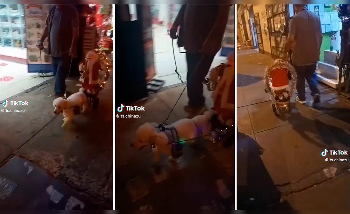 TikTok | Viral | Perrito hace de reno y lleva trineo de Papá Noel a dar ...