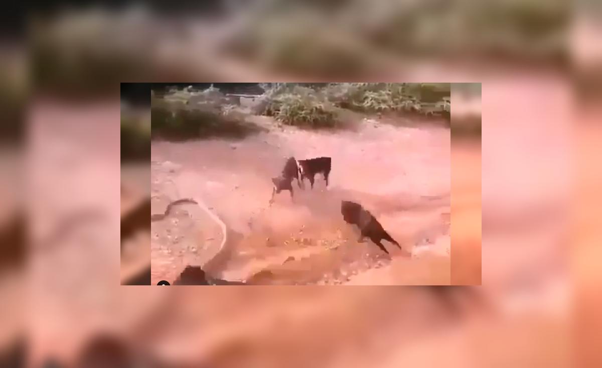 facebook-viral-graban-a-valientes-perros-peleando-con-serpiente-para