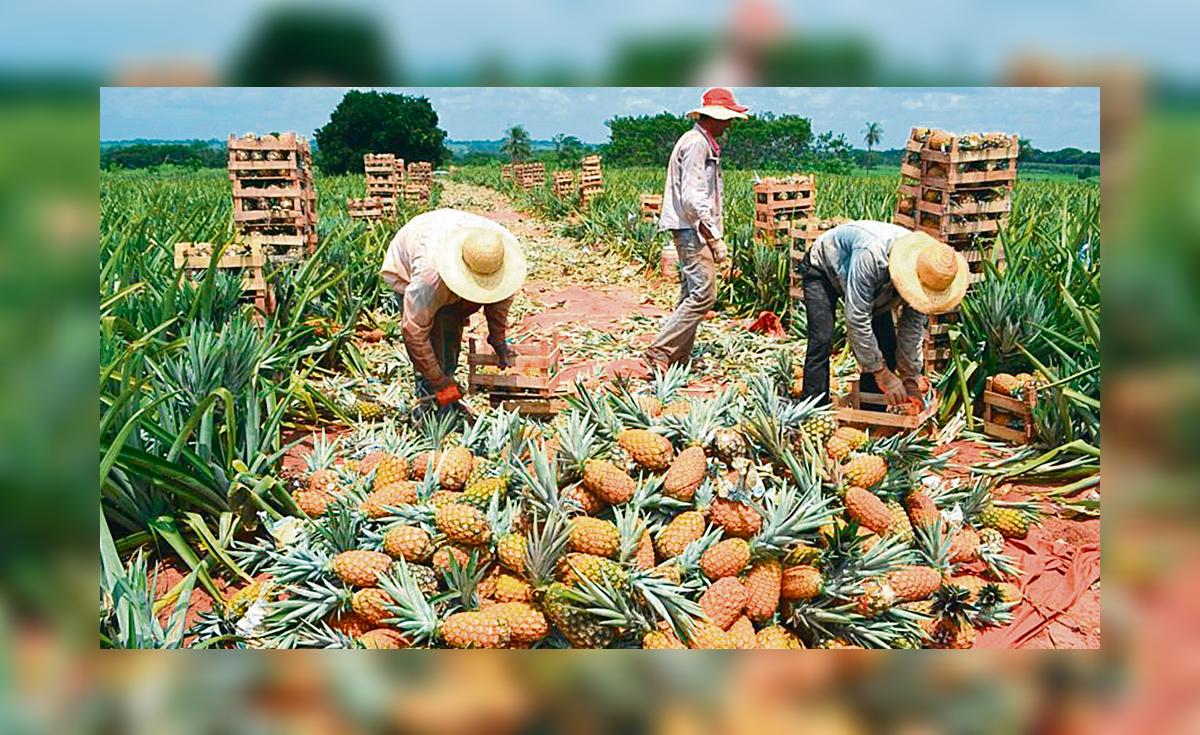 Cosecha de piña Golden genera expectativa en agricultores del valle viejo