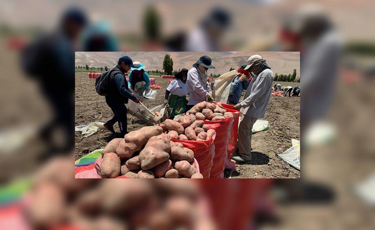 Baja sobreproducción de papa por alza de demanda en Arequipa | lrsd ...