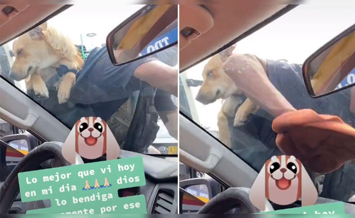 Tiktok viral: joven conmueve al limpiar autos con su perrito en la ...