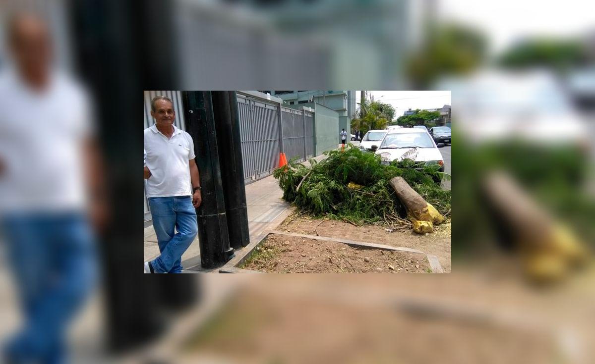 Vecinos de San Isidro se oponen a tala de árboles ordenada por ...